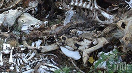 резил вижте лешоядния парк опитват спрат струма снимки