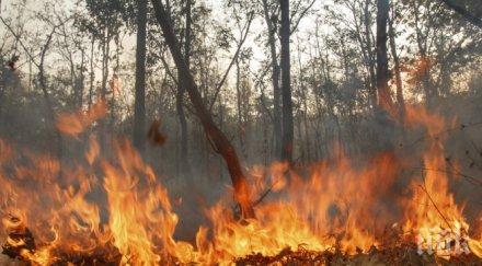 огнен нов пожар хасковско гори иглолистна широколистна гора