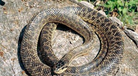 ястреб замеря змия хората мелбърн видео