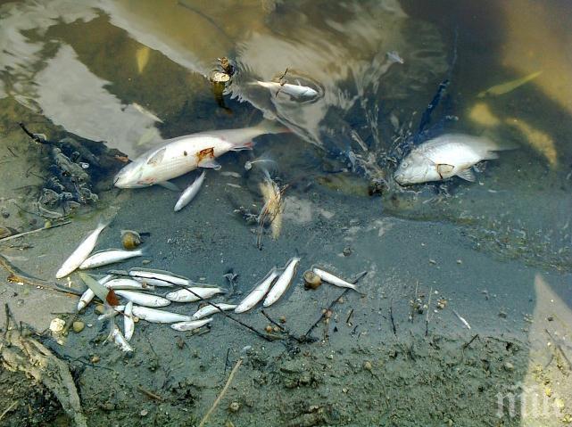 Кой трови рибата в Янтра?