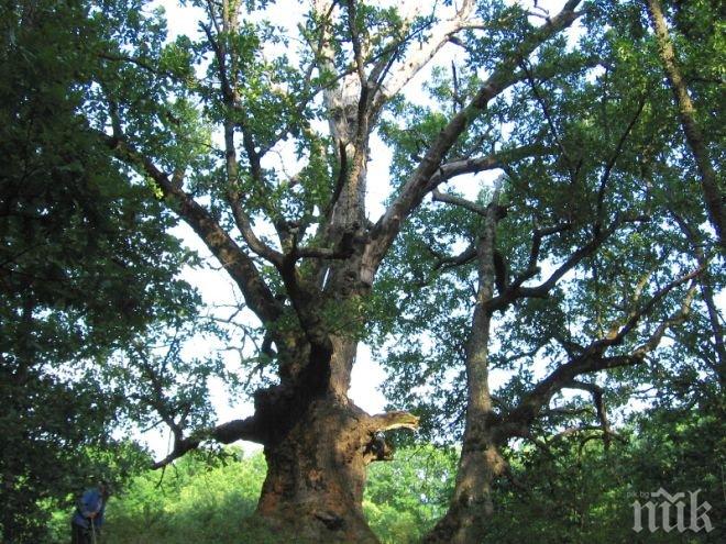 Бай Васил спаси 200-годишен дъб от багерите