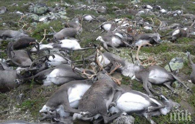 ТОТАЛНА МИСТЕРИЯ! Вижте страшната картина на стотиците мъртви елени в Норвегия (СНИМКИ)