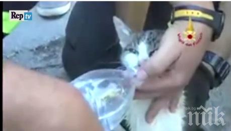 Късметлия! Пожарникари спасиха котка, стояла 5 дни под руините в Аматриче