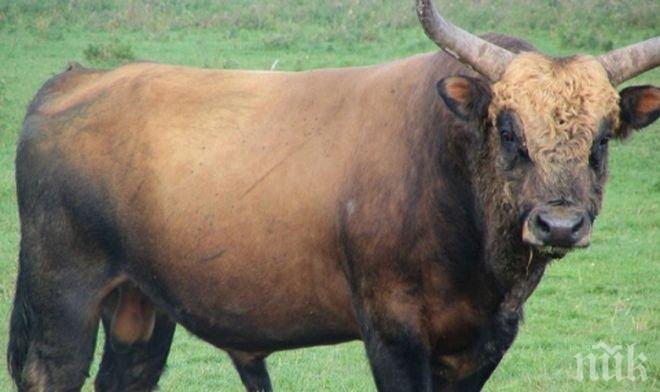 Мистерия около бика-убиец