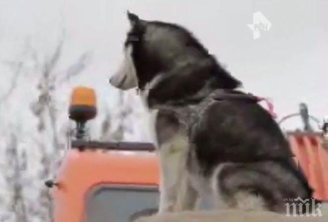 БАБХ проверява приюта за кучета „Дай лапа“ в Кърджали