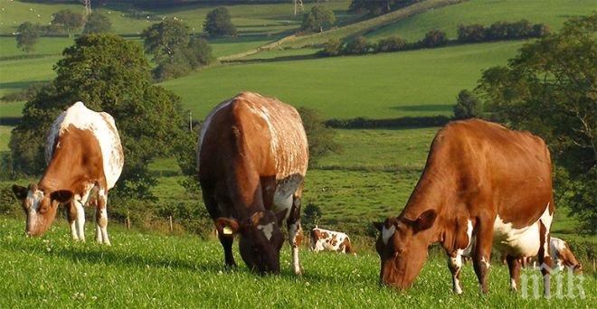 500 крави мистериозно изчезнали в Нова Зеландия