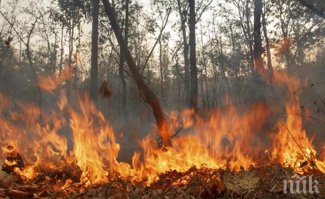 СТИХИЯ: Пожар изпепели 150 дка иглолистна гора високо в Родопите