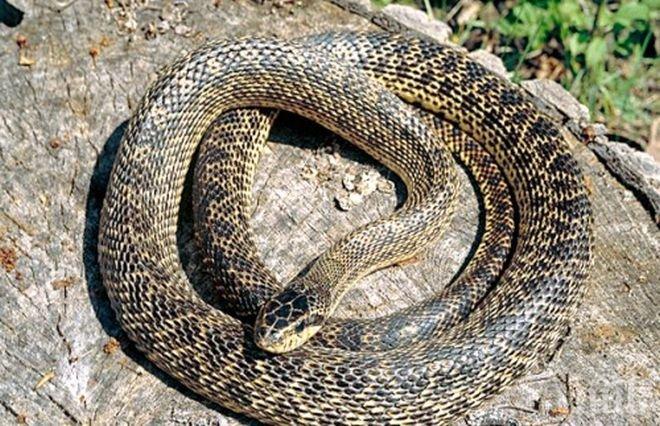 Ястреб замеря със змия хората в Мелбърн (ВИДЕО)