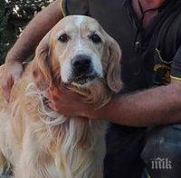 Пожарникари спасиха куче, бедстващо в изкоп в Нова Загора