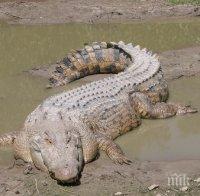 В Австралия озаптиха гигантски крокодил, ял крави 