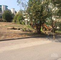 СИГНАЛ ДО ПИК! Масово изсичане на вековни дървета в Южния парк (СНИМКИ)