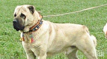 кучетата германия право лаят половин час ден