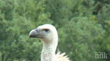 отбелязваме международния ден лешоядите