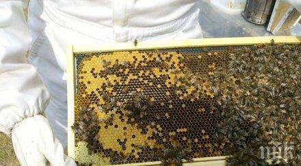 бабх изследва проби фалшив мед