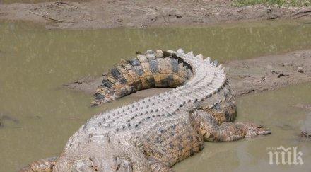 австралия озаптиха гигантски крокодил крави