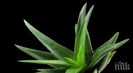 чудо природата вижте уникална рецепта кисти алое