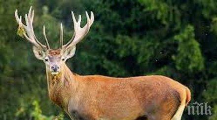 3800 евро отстреляш елен медал