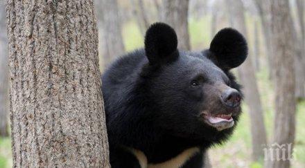 възрастен каратист прогони гладна мечка