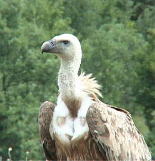 Отбелязваме Международния ден на лешоядите