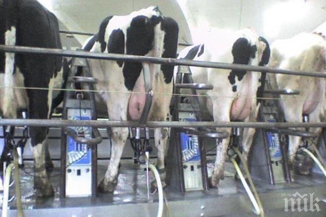 Започва прием на мярката за помощ за намаляване на производството на краве мляко