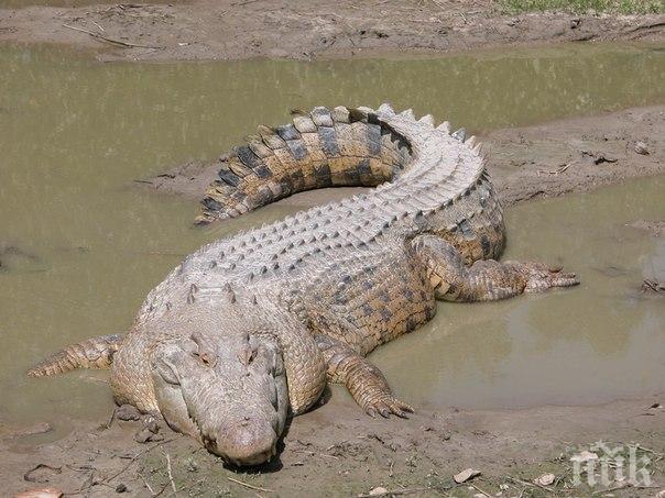 В Австралия озаптиха гигантски крокодил, ял крави 