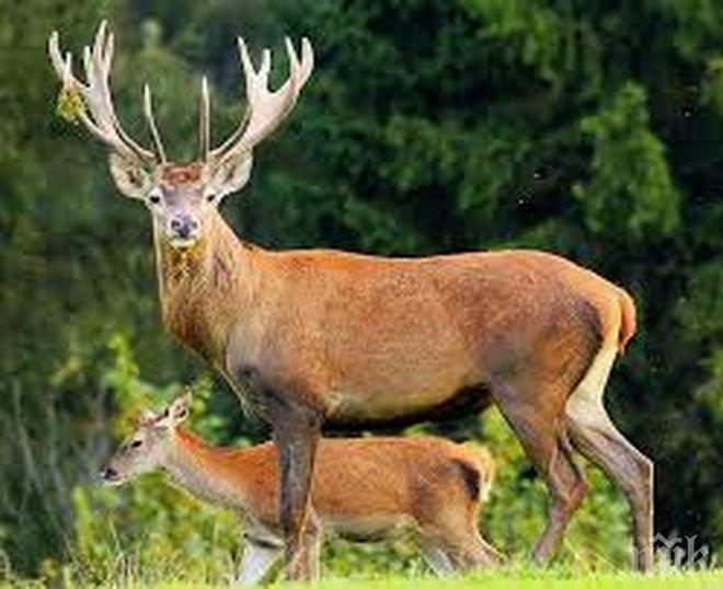 3800 евро, за да отстреляш елен за медал