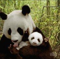 Големите панди вече не са застрашени в Китай, популацията расте