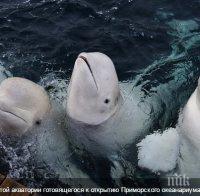 Путин откри гигантски аквариум във Владивосток