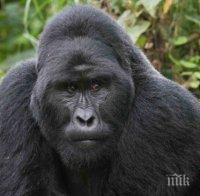 Бракониери изтребват най-голямата горила, видът на крачка от изчезване