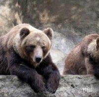 Страх в смолянското село Петково, 5 мечки го наобикалят!
