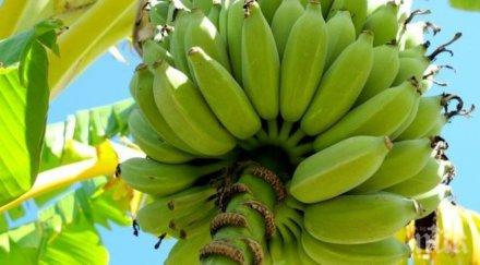 чудо първата реколта банани берат манастир пловдив