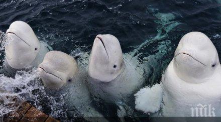 путин откри гигантски аквариум владивосток