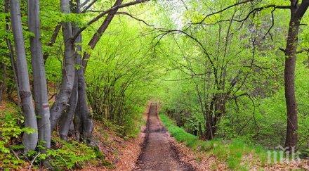 горите съхраняват огромни количества човешката памет