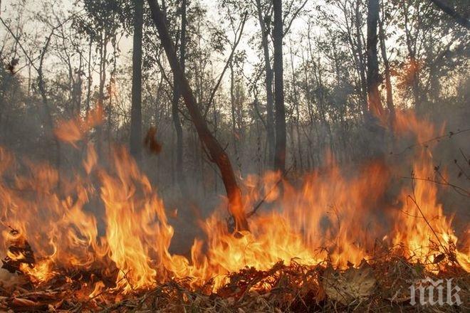 ПИК TV: Горски пожар гори край Кънчево, огънят пълзи към селото!