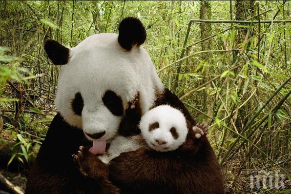 Големите панди вече не са застрашени в Китай, популацията расте