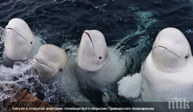 Путин откри гигантски аквариум във Владивосток