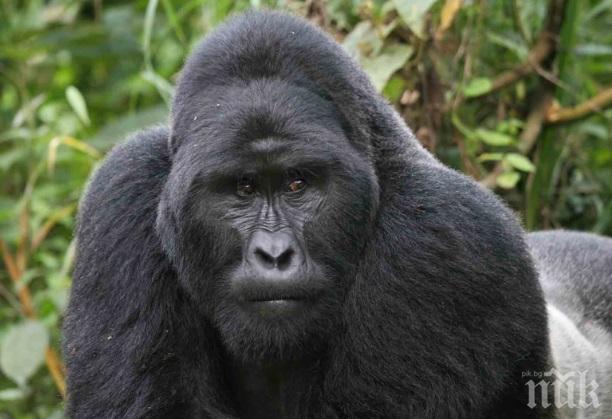 Бракониери изтребват най-голямата горила, видът на крачка от изчезване