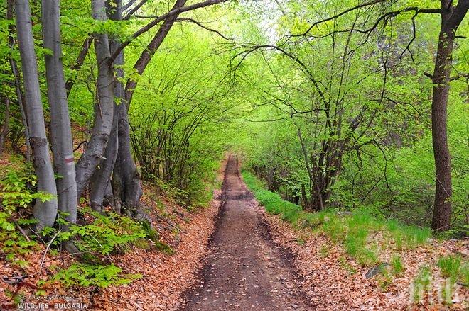 По 650 лв. за декар частна гора дава държавата