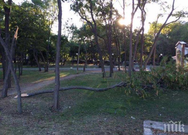 Трагедия се размина на косъм: Дърво рухна на метри от играещи деца в Морската градина на Бургас