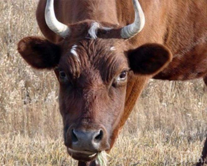 Ужас! Снахата на пастира и децата й гледали, докато бикът го мушкал и тъпчел