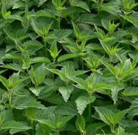 Копривата - едно от най-добрите лечебни растения