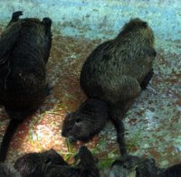 Плъхове мутанти стресираха майки с деца в центъра на София