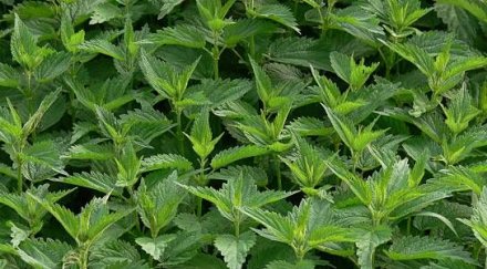 копривата едно добрите лечебни растения