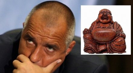 буда крава биволъ