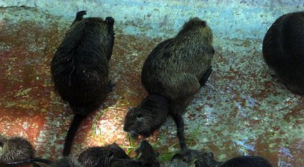 плъхове мутанти стресираха майки деца центъра софия