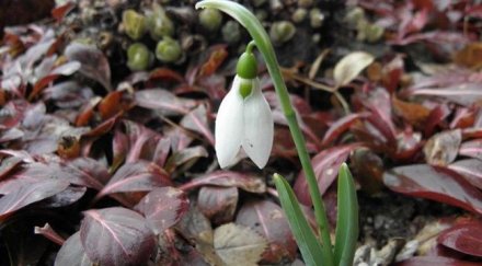 март идва пролетно време градуса