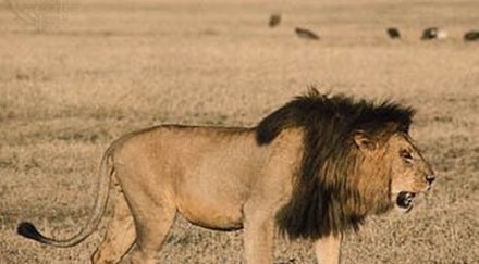 лъв уби доброволка частен резерват калифорния