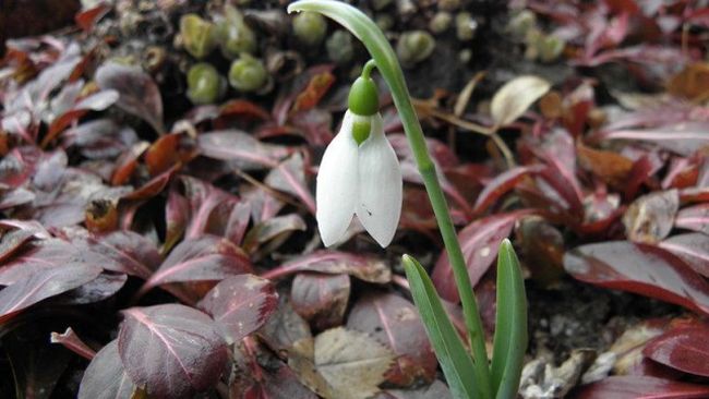 8 март идва с пролетно време и 17 градуса