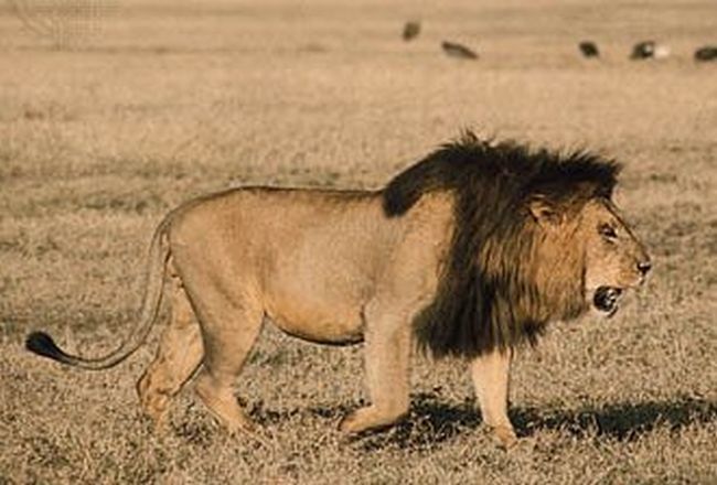 Лъв уби доброволка в частен резерват в Калифорния