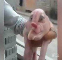 Шокиращо! Роди се прасе с човешко лице и гениталии на челото (ВИДЕО)